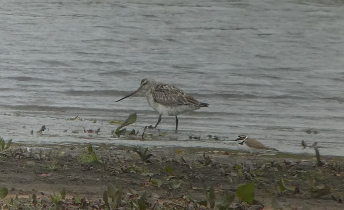 Bar-tailed Godwit