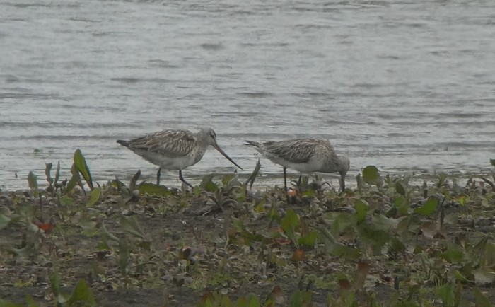 Bar-tailed Godwit