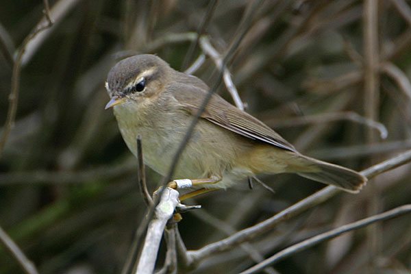 Dusky Warbler