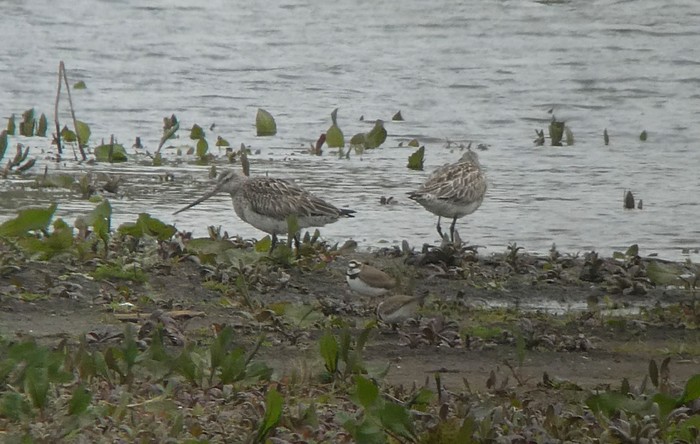 Bar-tailed Godwit