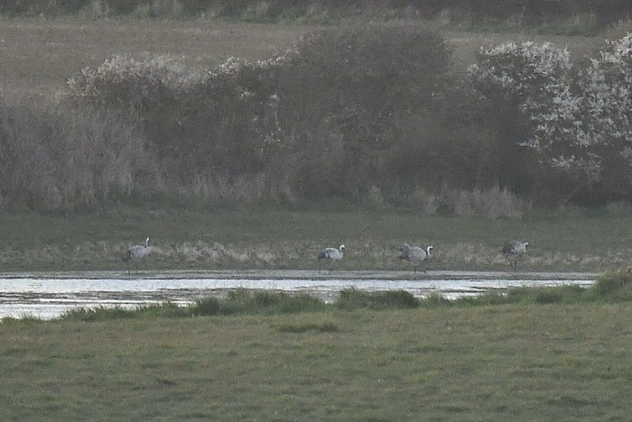 Common Crane