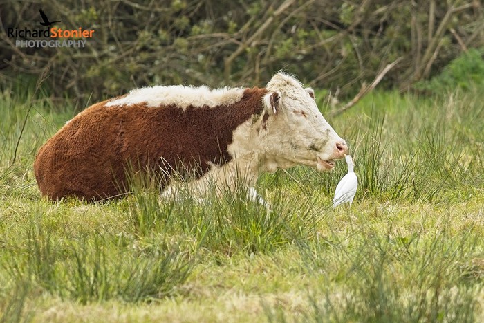 Cattle Egret