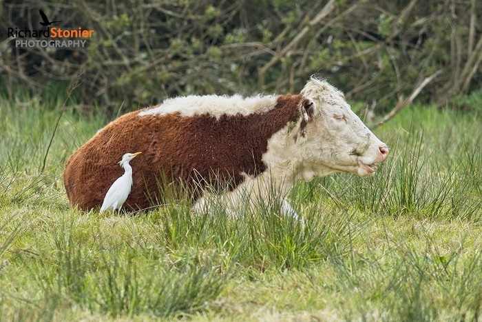 Cattle Egret