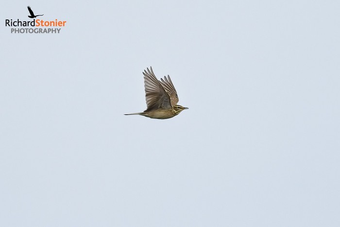 Tawny Pipit