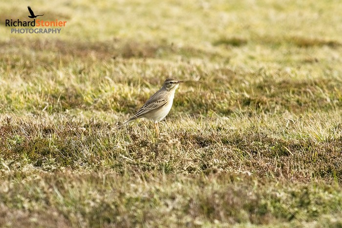 Tawny Pipit
