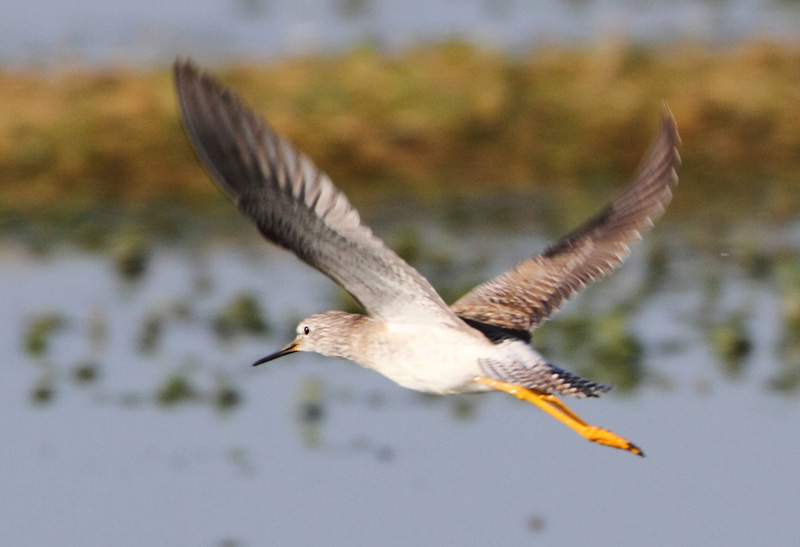 Lesser Yellowlegs