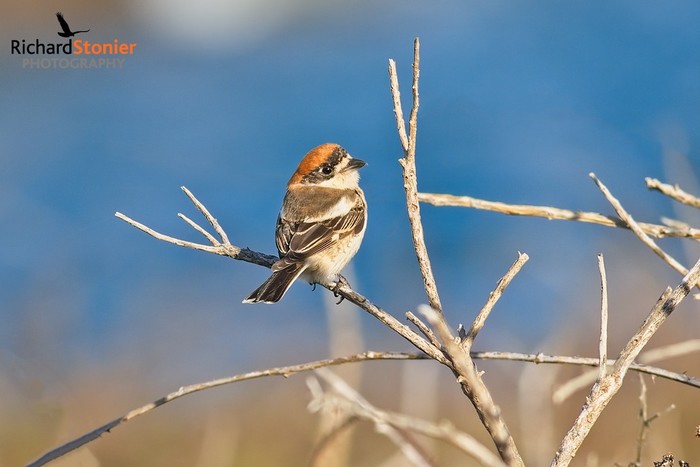 Woodchat Shrike