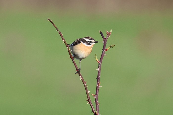 Whinchat