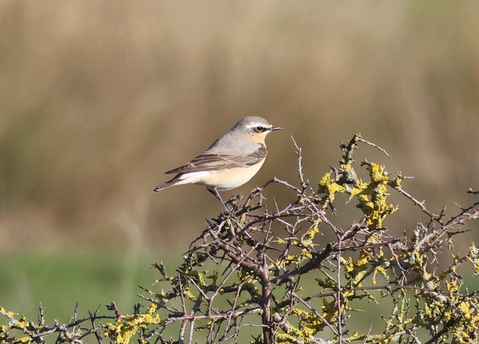 Wheatear