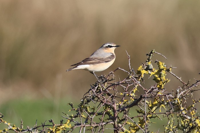 Wheatear