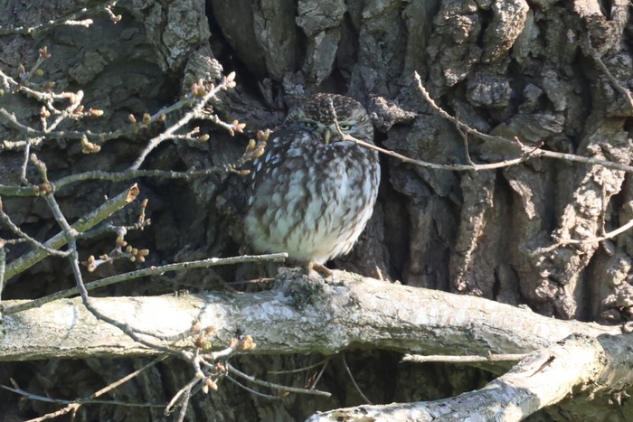 Little Owl