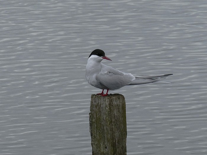 Arctic Tern