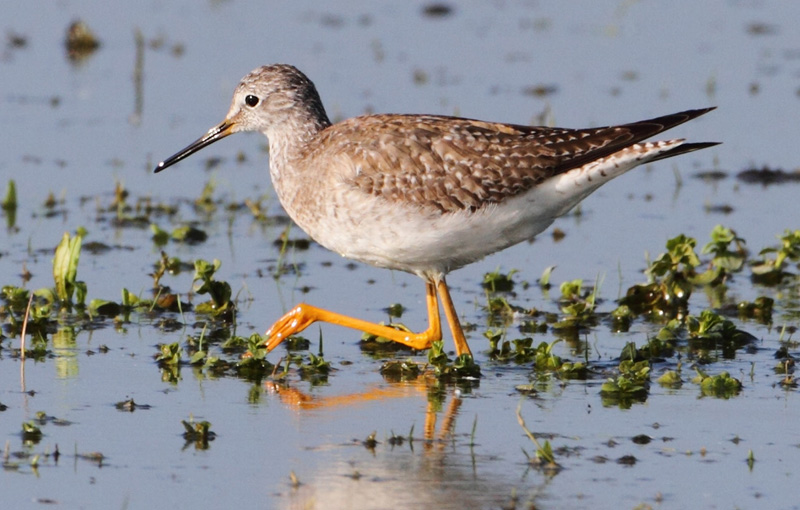 Lesser Yellowlegs