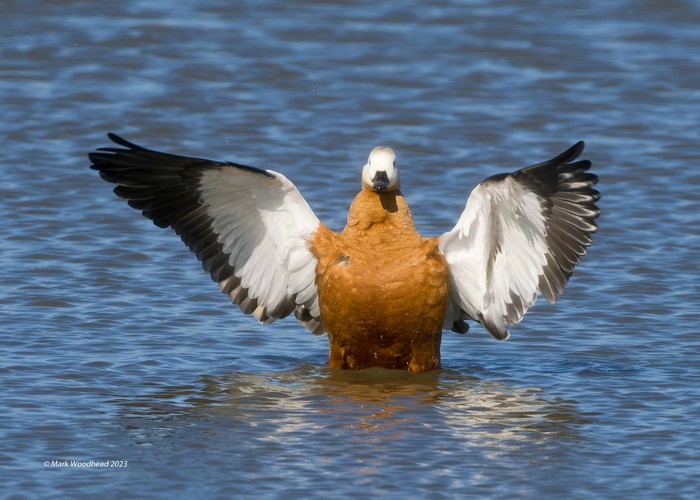 Ruddy Shelduck