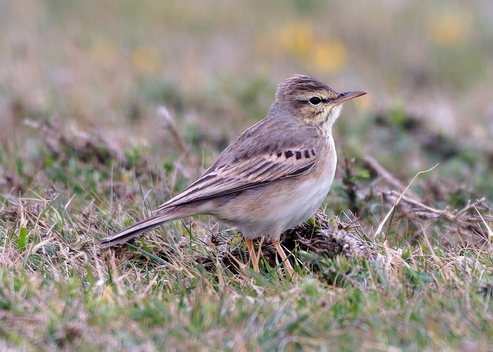 Tawny Pipit