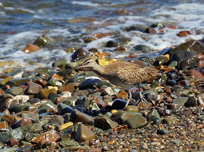 Whimbrel