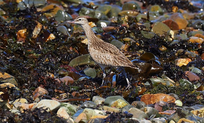 Whimbrel