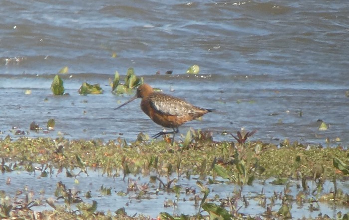 Bar-tailed Godwit