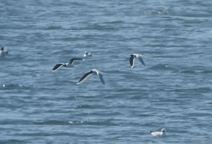 Little Gull