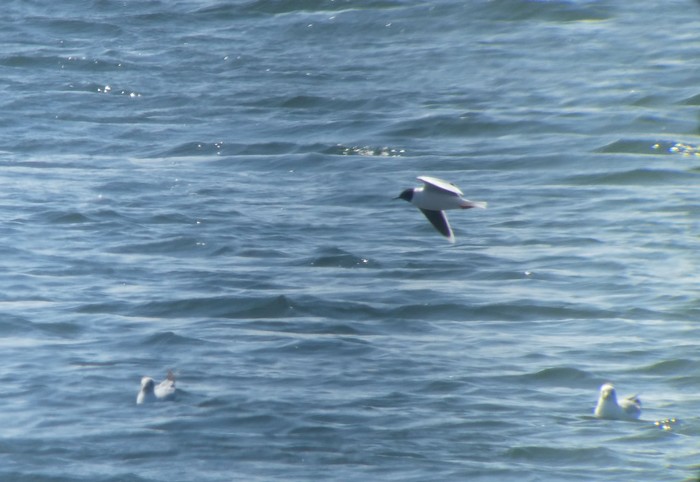 Little Gull