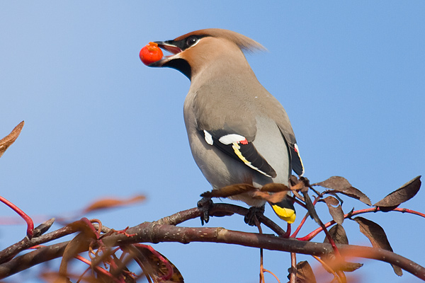Waxwing