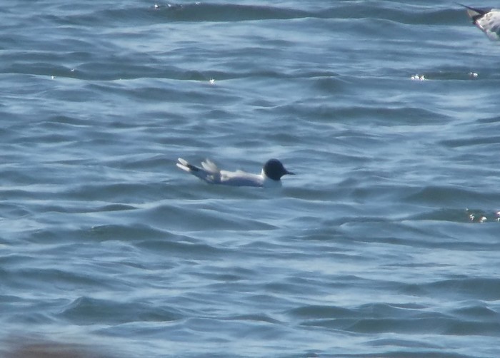 Little Gull
