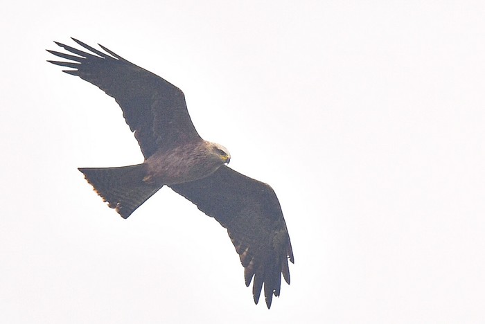 Black Kite