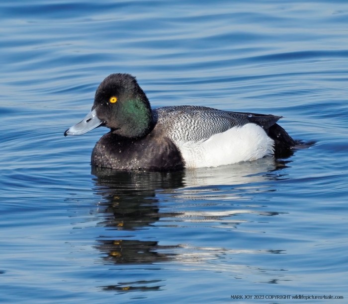 Lesser Scaup