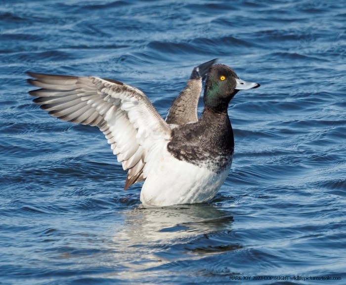 Lesser Scaup