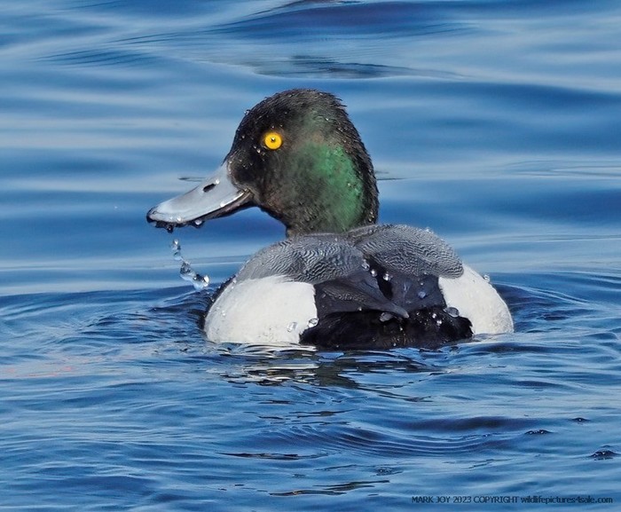 Lesser Scaup