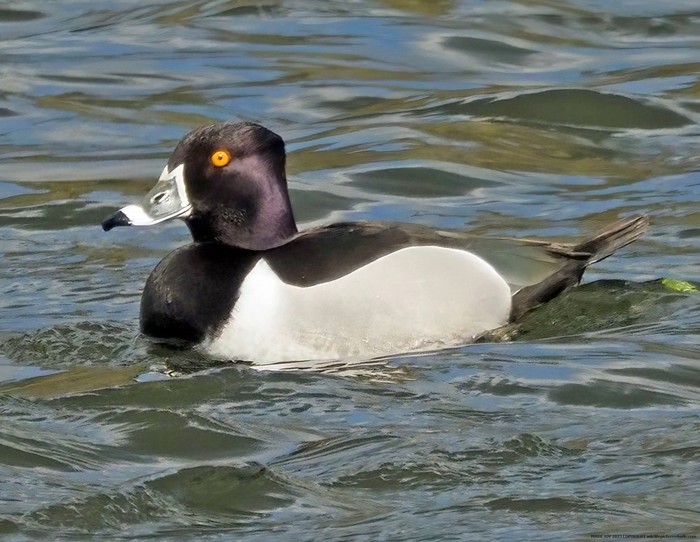 Ring-necked Duck