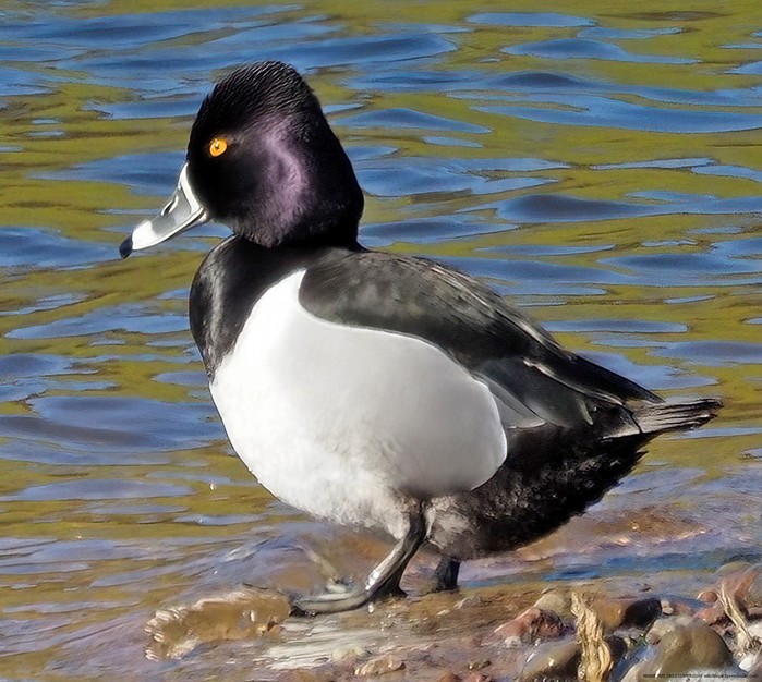 Ring-necked Duck