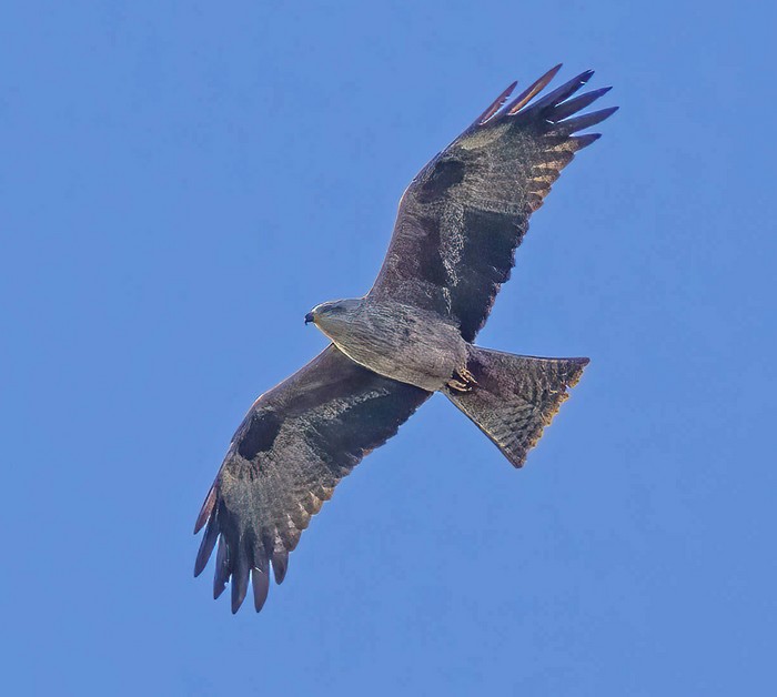 Black Kite