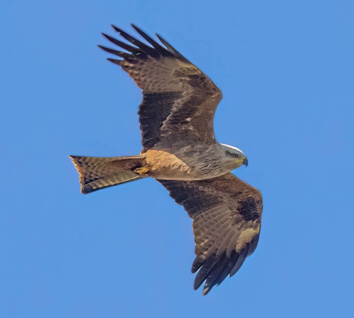 Black Kite