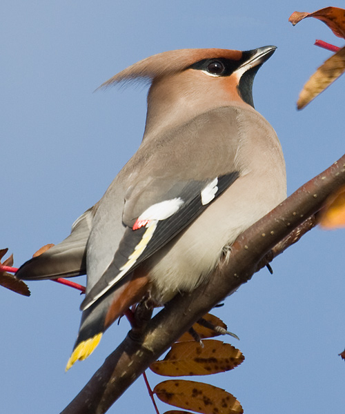 Waxwing