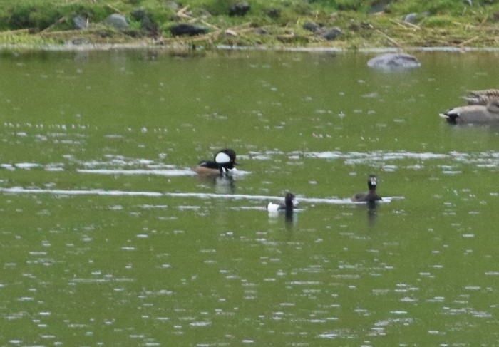 Hooded Merganser