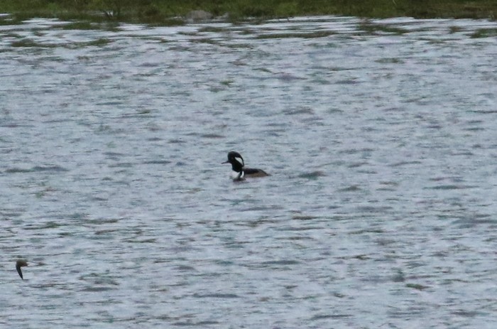 Hooded Merganser
