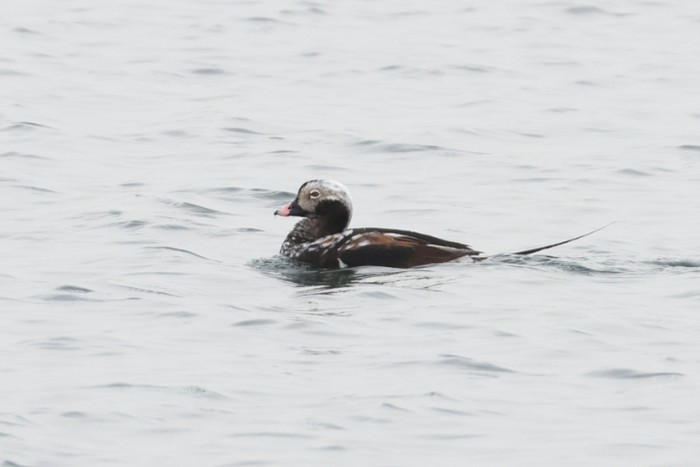 Long-tailed Duck