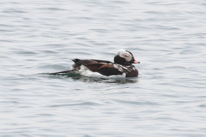 Long-tailed Duck