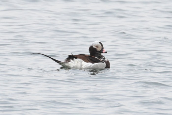 Long-tailed Duck