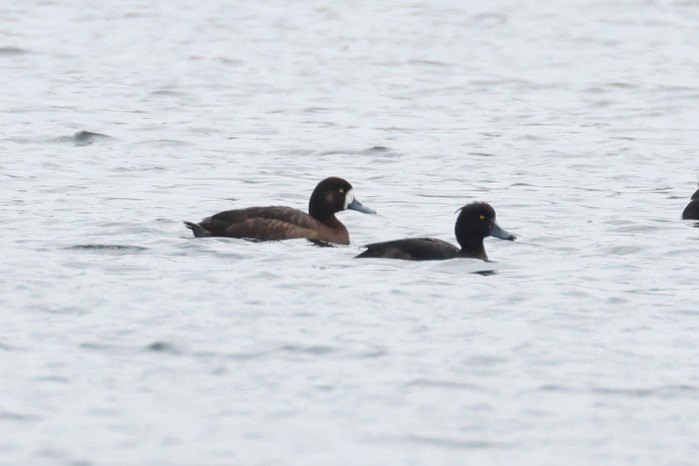 Scaup