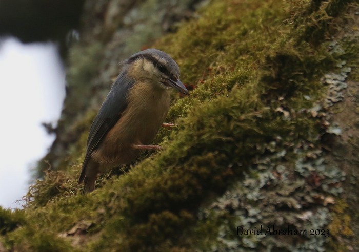 Nuthatch 