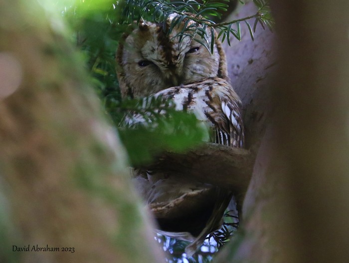 Tawny Owl 