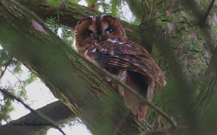 Tawny Owl 