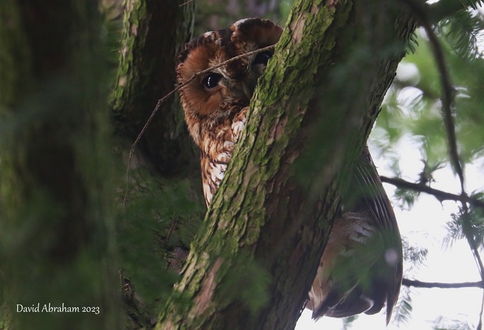 Tawny Owl 