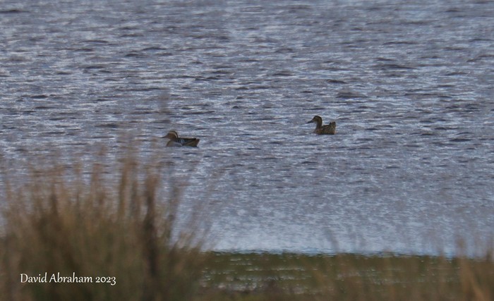 Garganey 