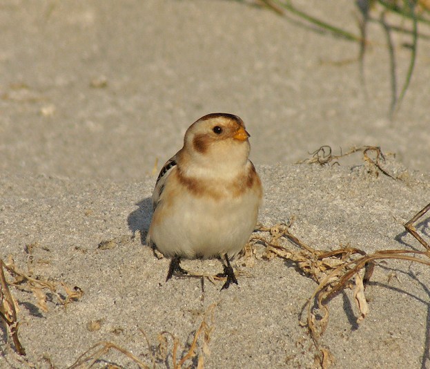 Snow Bunting
