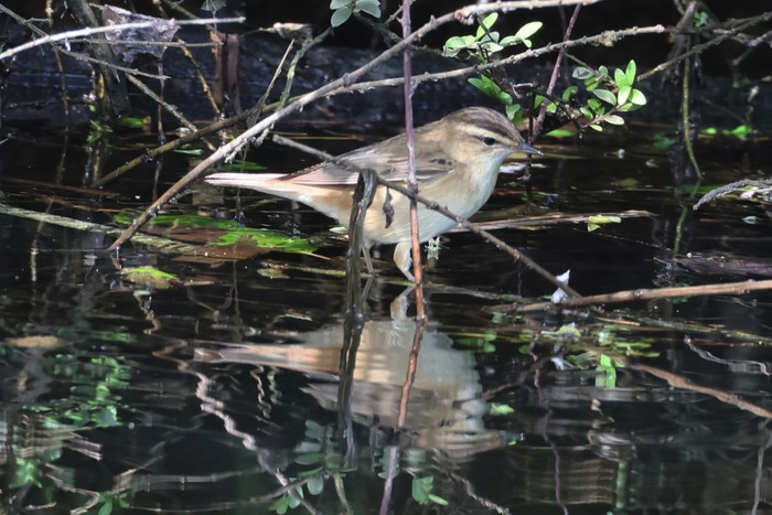 Sedge Warbler