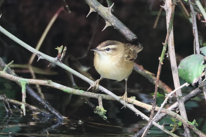 Sedge Warbler