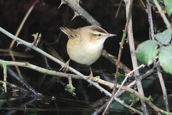 Sedge Warbler